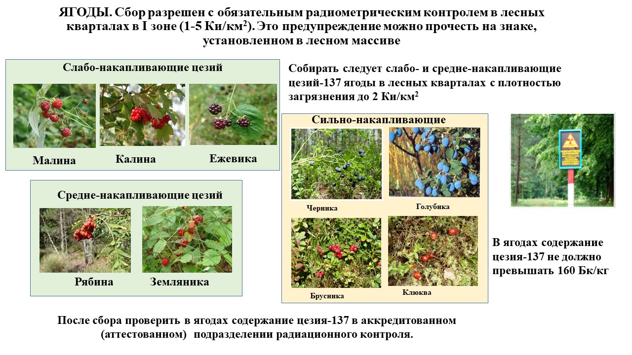 О сборе ягод сайт